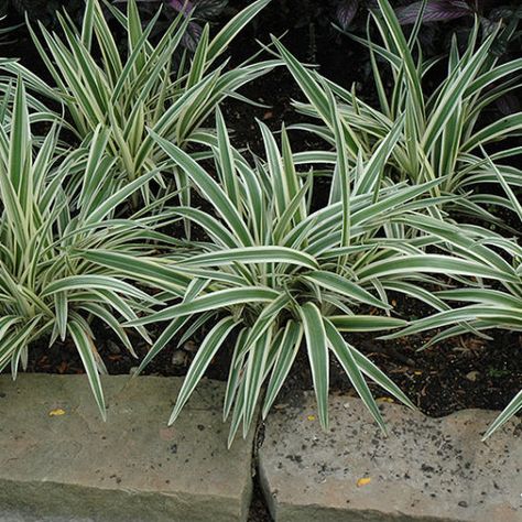 NP:Variegated Flax Lily Flax Lily, Lilly Plants, Lafayette Louisiana, Lily Garden, Arizona Landscape, Blue Berries, Lily Plants, Sun Water, Backyard Paradise