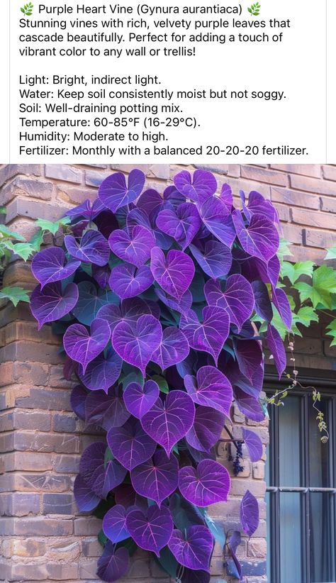 Gothic Garden Perennials, Purple Foliage Plants, Purple Vine Plant, Colorful House Plants Indoor, Gothic Front Yard Landscaping, Dark House Plants, Gothic Garden Plants, Goth Landscaping, Goth House Plants