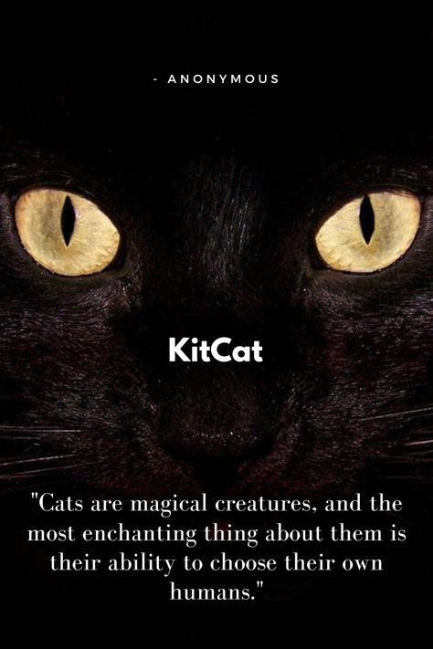 My Cat Saved Me Quotes, Dead Cat Quotes, Funny Cat Quotes Hilarious, Cats Good Morning, Quotes For Cats, Cat Owner Quotes, Quotes About Cats, Funny Cat Quotes, Pet Poems