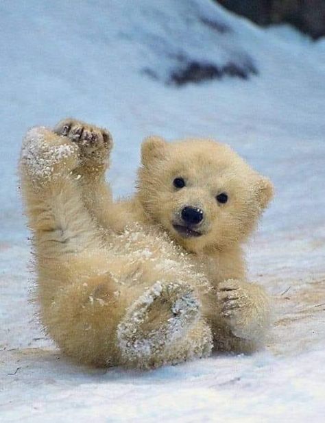 Baby Polar Bear, The Snow, Polar Bear, Animals