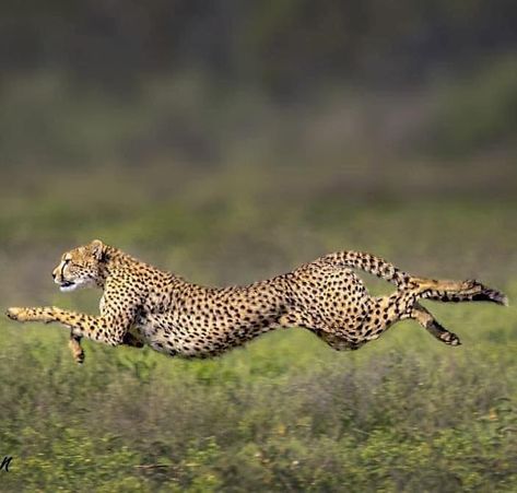 Cheetah Aesthetic, Animals Cheetah, Cheetah Anatomy, Cheetah Reference, Cheetah Photography, Cheetah Pictures, Cheetah Running, Cheetah Photos, Cheetah Aesthetic Animal