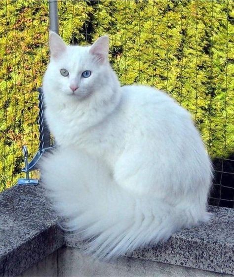 Turkish Angora Cat, Angora Cats, American Curl, Turkish Angora, Cat Tattoos, Gorgeous Cats, Beautiful Cat Breeds, Most Beautiful Cat Breeds, Cat Breed