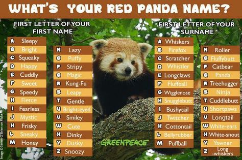 mine's Mystic Firefox Panda Names, Magic E, Cute Names, Tree Hugger, Red Panda, First Names, Humor, Funny, Red