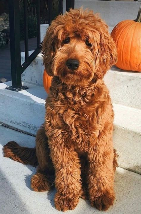 Australian Labradoodle Grooming, Cockapoo Grooming, Labradoodle Grooming, Fluffy Dog Breeds, James Baxter, Irish Doodle, Chocolate Labradoodle, Goldendoodle Grooming, Big Fluffy Dogs