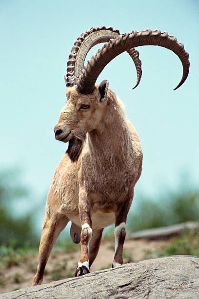 Goat Photo, Ibex Goat, Big Horn Sheep, Amazing Animal Pictures, Animal Study, Mountain Goat, Majestic Animals, Arte Animal, Animal Heads