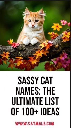 Sassy Cat Names: The Ultimate List of 100+ Ideas Cute Cat Names Aesthetic, Cottagecore Cat Names, Pretty Cat Names, Good Cat Names, Names For Girl Cats, Grey Kitten Names, Cats Names Ideas, Female Cat Names Unique, Orange Cat Names