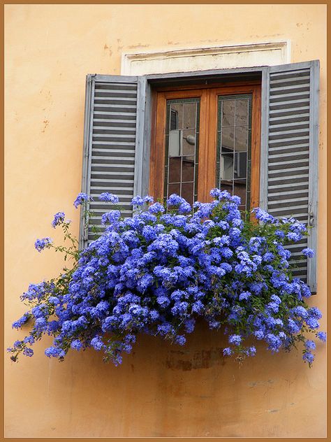 Exterior Shutter Colors, Window Box Garden, Shutter Colors, Mediterranean Luxury, Mini Watercolor, Balcony Flowers, Window Box Flowers, Window Planters, Flower Window