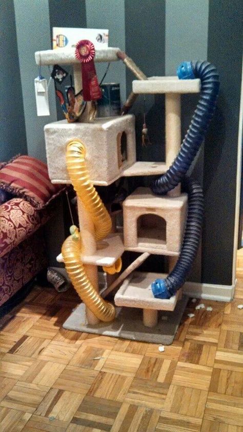 The cat tree even without the tubes and stuff might make a good ferret thing Ferret Room, Ferret Diy, Ferret Stuff, Ferret Toys, Ferrets Care, Ferret Cage, Play Zone, Rat Toys, Rat Cage