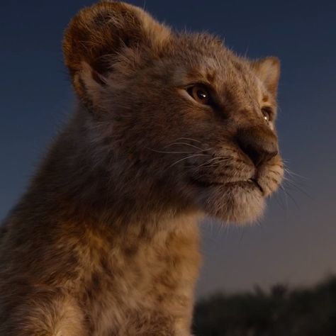 Watch The Lion King, Couples Disney, Lion King Musical, Simba Lion, Lion King Pictures, Lion King Movie, Lion King 2, Il Re Leone, King Simba