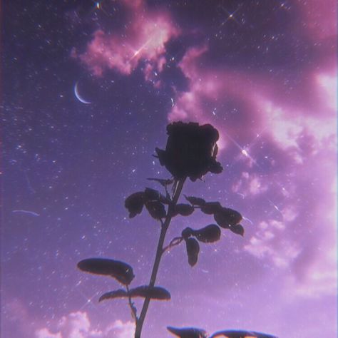 roses, aesthetic, flowers, moon, stars, clouds Cute Moon Aesthetic, Moon And Flowers Aesthetic, Rose Purple Aesthetic, Flower Moon Aesthetic, Rose Asthetics Wallpaper, Romantic Background Aesthetic, Stars Profile Picture, Purple Rose Aesthetic, Rose Pfp Flower