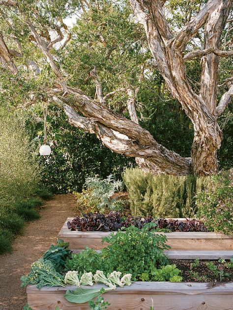 Katy Perry’s Garden Designer Likes to “Plant as Nature Would” Top Garden Design, Sustainable Landscaping, Wonderful Flowers, Vegetable Garden Design, Garden Bed, Bed Ideas, Rosie Huntington Whiteley, Veggie Garden, Colorful Garden