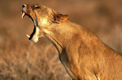 Animal Picture Mad Female Lion Growling Mad HD Wallpaper | art ... Lion Hd Wallpaper, Animal Poses, Iphone Colors, Lion Pictures, African Lion, Animal Reference, Puma Cat, Animal References, Foto Art