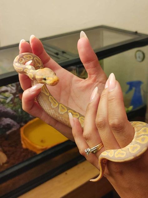 banana het red axanthic ball python Ball Python Axanthic, Ball Python Aesthetic, Banana Python, Cute Ball Python, Pet Ball Python, Blood Python, Banana Ball Python, Ball Python Pet, Baby Ball Python