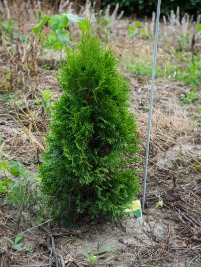 Emerald Green Arborvitae Info: Tips On Growing Emerald Green Arborvitae The key to successfully using arborvitae in the landscape is selecting the proper varieties. This article is about the popular variety of arborvitae commonly known as ‘Emerald Green’ or ‘Smaragd.’ Click here for Emerald Green arborvitae information. Emerald Arborvitae, Arborvitae Landscaping, Green Giant Arborvitae, Giant Arborvitae, Emerald Green Arborvitae, Shrubs For Privacy, Deer Resistant Perennials, Fast Growing Evergreens, Arborvitae Tree