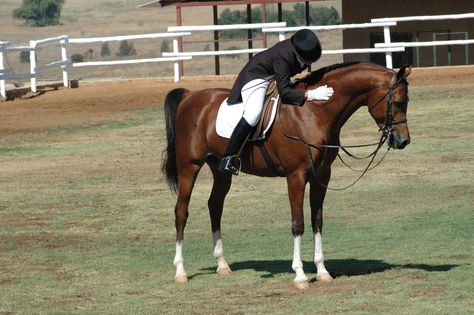 Horse Spirit Animal, Bridle Horse, Horse Behavior, Horse Star, Spirit Animal Totem, Horse And Human, English Horse, Dressage Horses, Horse Health