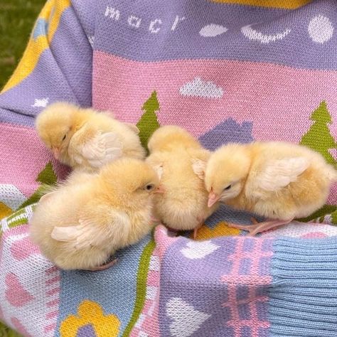 Spring Aesthetic, Baby Chicks, Cute Animal Photos, News Website, Safe Space, Animal Photo, Cute Little Animals, Cute Cartoon Wallpapers, Good Time