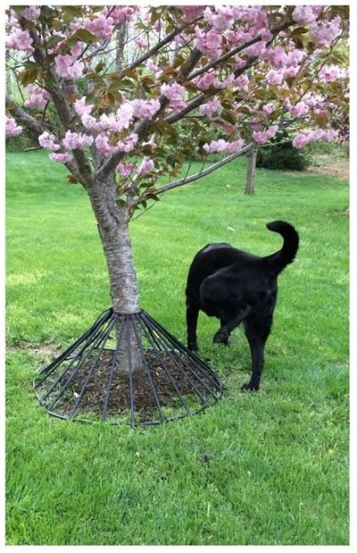 Dawg Tree Pee Guard - Lawn & Landscape Tree Protection, Lawn Landscape, Green Industry, Yard Fence, Dog Tree, Dog Urine, Dog Yard, Street Trees, House Updates