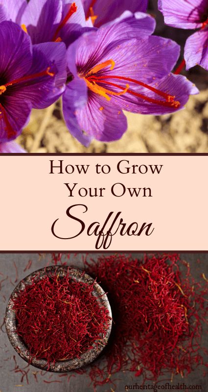 Growing Saffron, Crocus Flower, Astuces Diy, Home Vegetable Garden, Food Garden, Growing Herbs, Veggie Garden, Growing Food, Farm Gardens