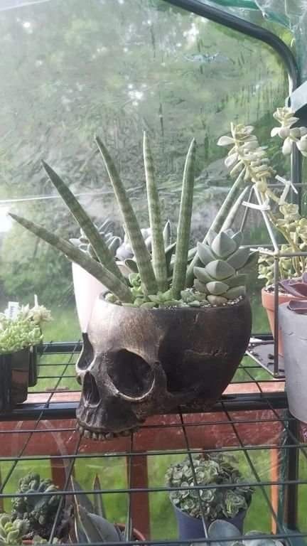 Goth Yard, Vampire Oc, Witchcraft Aesthetic, Gothic Homes, Skull Planter, Goth Garden, Shared Apartment, Southern House, Gothic Garden