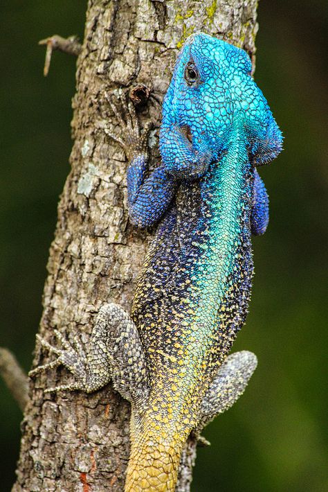 Colourful blue-headed agama lizard in South Africa Agama Lizard, Chameleon Lizard, Cute Reptiles, List Of Animals, Chameleons, Salamanders, Crocodiles, Reptiles And Amphibians, Bearded Dragon