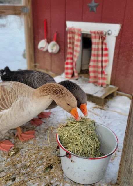 What Do Backyard Geese Eat in the Winter? - Fresh Eggs Daily® with Lisa Steele Homemade Duck Feed, Goose Coop Ideas, Geese House Ideas, Backyard Geese, Geese House, Pilgrim Geese, Raising Geese, Farm Ducks, Duck House Plans