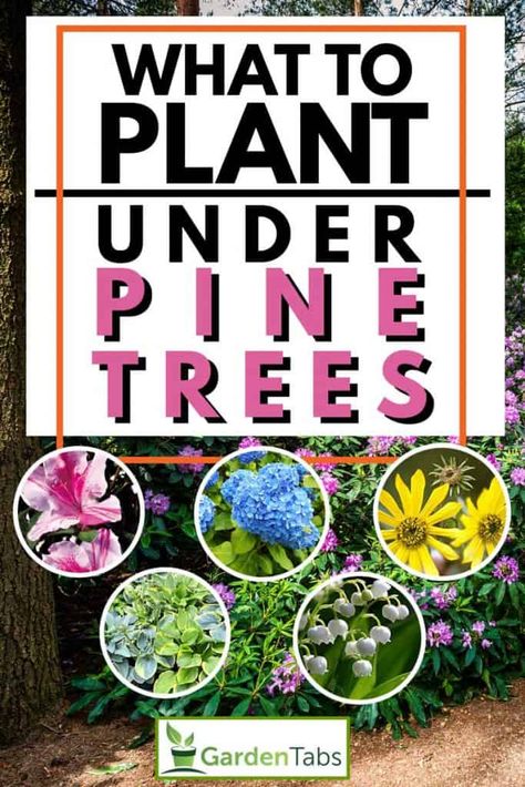 What to Plant Under Pine Trees? - Garden Tabs Under Tree Garden Ideas, Shade Garden Under Pine Trees, Hostas Under Pine Trees, Garden Under Pine Tree Ideas, Creative Landscape Edging, Backyard Pine Trees Landscaping Ideas, Landscape Ideas For Under Pine Trees, Under Pine Tree Landscaping Ideas, Flowers Under Pine Trees