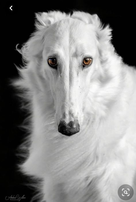 White Borzoi, Regard Animal, Soulful Eyes, Russian Wolfhound, Borzoi Dog, Dogs Breeds, 강아지 그림, Central California, White Dog