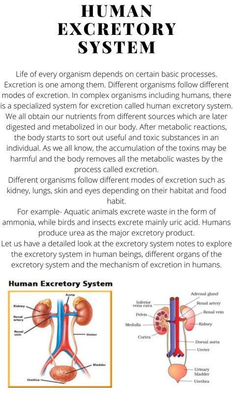 Human Excretory System Diagram, Excretory System Notes, Human Excretory System, Cardiothoracic Surgeon, Nursing School Studying Cheat Sheets, Med School Study, Excretory System, Nursing School Essential, Study Biology