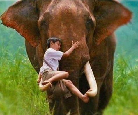 This photo is a stillframe from the movie The Protector (starring Tony Jaa) is all in Thai but has some incredible martial arts fight scenes. Tony Jaa, Unlikely Friends, Elephant Love, An Elephant, Gentle Giant, Cute Elephant, Muay Thai, Animals Friends, Beautiful Creatures