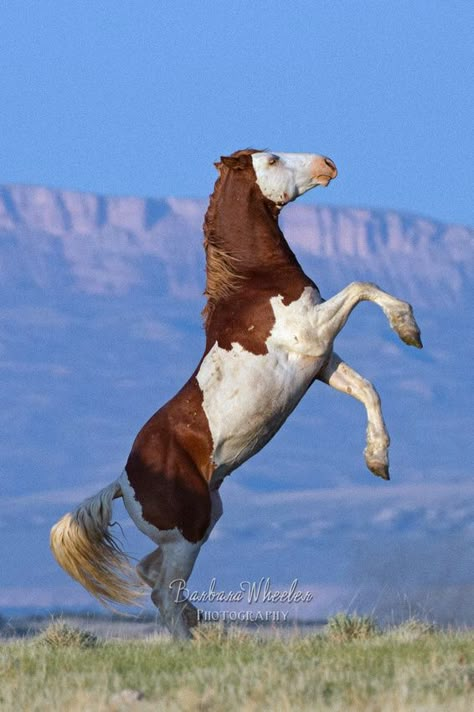 Beautiful Horses Wild, Horse Mustang, Wild Horse Pictures, Wild Horses Mustangs, Nature Photographers, Wild Horses Photography, Horse Markings, Rare Horses, Horse Inspiration