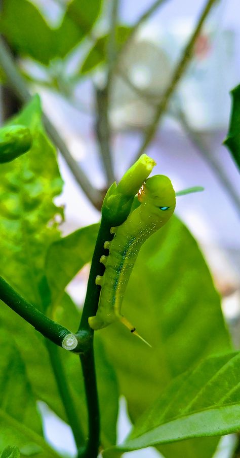 Blue Dotted Green Caterpillar of Army Green Moth Green Moth, Green Caterpillar, Caterpillar, Army Green, Moth, Green, Blue