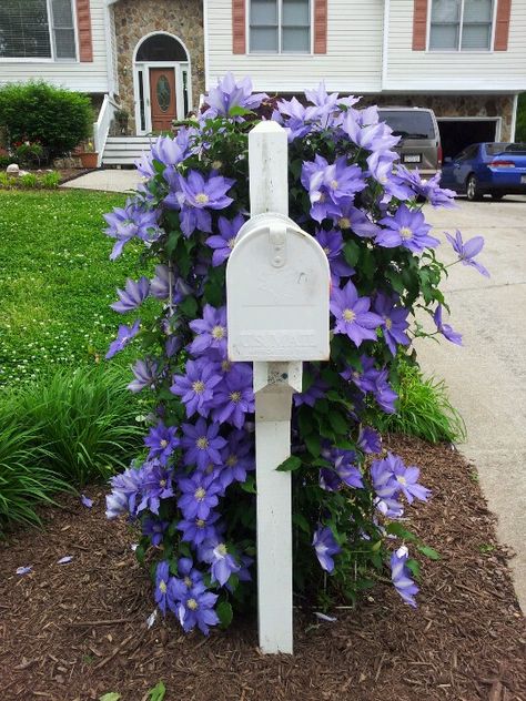 Purple Clematis on trellis behind our mailbox ....April 2014 Mailbox Trellis Ideas, Flowers For Mailbox Area, Mailbox Landscaping On A Hill, Clematis Mailbox Ideas, Garden Around Mailbox Ideas, Flowers Around Mailbox Ideas Full Sun, Mailbox Flower Planter, Landscaping Mailbox Area, Plants Around Mailbox Post