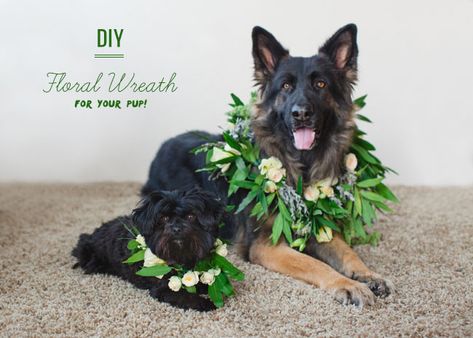 DIY: Floral Wreath for your Dog Pets In Weddings, Diy Wedding Shoes, Dogs In Weddings, Wedding Dogs, Diy Floral Wreath, Wedding Diy Ideas, Dog Flower Collar, Wedding Pets, Dog Flower