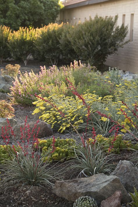 Brakelights® Red Yucca has vibrant, brake light-red blooms that attracts loads of butterflies and beneficial insects. Hardy and water-wise! Full sun. Zone: 5 – 10 Red Yucca Plant Landscape Design, Red Yucca Landscape, Neighborhood Landscaping, Red Yucca, Courtyard Plants, Mediterranean Garden Design, Monrovia Plants, Habitat Garden, Yucca Plant