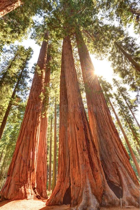 Sequoia National Park California, Giant Sequoia Trees, Giant Sequoia, Sequoia Tree, Redwood National Park, National Parks Photography, Giant Tree, Petrified Forest, Redwood Tree