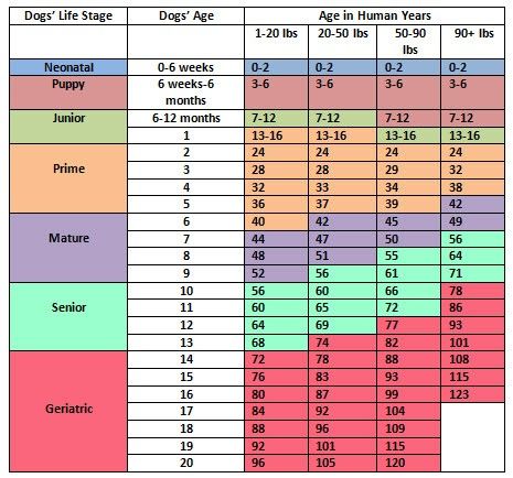 Chart that Determines a Dog's Age in Human Years Dog Age Chart Life, Dog Age In Human Years, Dog Age Chart, Retirement Advice, Computer Help, Dog Training Classes, Labradoodle Puppy, Dog Ages, Puppy Stuff