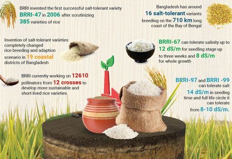 Infographics design about rice growth Rice Infographic, Content Infographic, Best Rice, Infographics Design, Rice Varieties, Bay Of Bengal, Graphics Design, Infographic Design, Rice