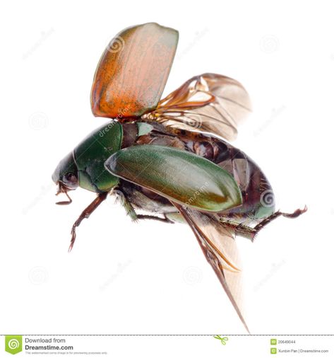 Photo about Flying insect scarab beetle isolated. Image of nature, green, closeup - 20649044 Japanese Beetles, Beetle Bug, Scarab Beetle, Flying Insects, Nature Images, Reference Images, Animals Images, Botanical Illustration, Bugs