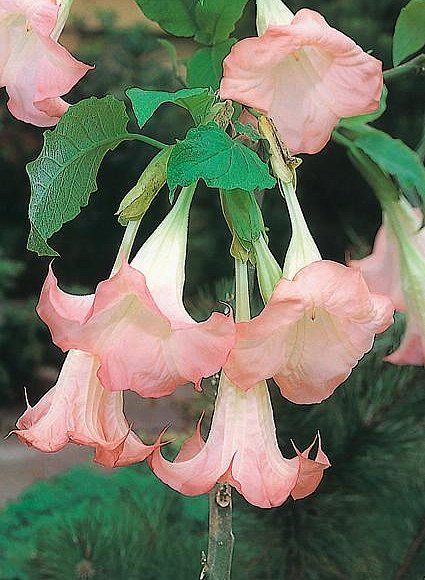 Angel trumpets on Pintrest | angel trumpets Angel Trumpet Plant, Pink Angels, Trachelospermum Jasminoides, Indoor Flowering Plants, Angel Trumpet, Fragrant Plant, Trumpets, Fragrant Flowers, Flower Show