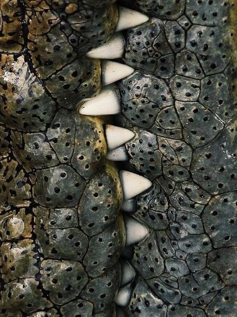 Crocodile Aesthetic, Animal Texture, Nature Patterns, Dark Autumn, Crocodile Skin, Crocodiles, Reptiles And Amphibians, Animal Skin, Natural Forms