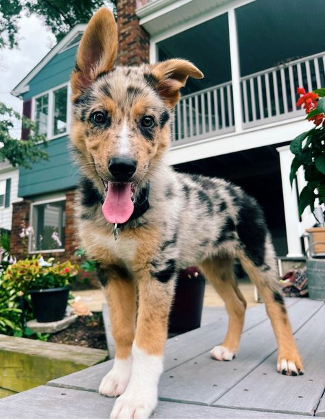 Australian Shepherd Puppy
German Shepherd Puppy German Shepherd Mixed With Australian Shepherd, German Shepherd And Australian Shepherd, Australian Shepherd Mixed With German Shepherd, German Shepherd Australian Shepherd Mix Dogs, German Aussie Shepherd, Husky Australian Shepherd Mix Puppies, Mini Shepard Dog, German Shepherd X Australian Shepherd, Australian German Shepherd Mix Puppies