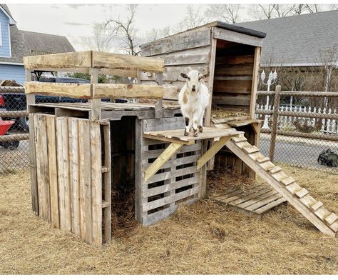 Goat Castle, Palette Goat Shelter, Pallet Shed For Goats, Diy Goat Shelter Pallets, Diy Pallet Shelter For Goats, Goat Shelters For Winter, Goat Pen Ideas Pallets, Things For Goats To Play On, Goats Enclosure