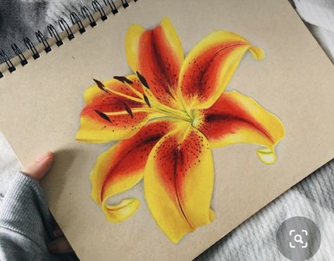 Prisma Colour Art, Simple Coloured Drawings, Flower Drawing Realistic Colored Pencils, Color Pencil Inspiration, Flower Drawing Colored Pencil, Pencil Color Flower Drawing, Beautiful Flower Drawings Colour, Coloured Pencil Flowers, Realistic Flower Drawing Color