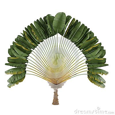 Palm plant. Ravenala madagascariensis by Denys Kurylow, via Dreamstime Palm Graphic Design, Palm Leaves Illustration, Travelers Palm, Vintage Palm Tree Illustration, Palm Tree Botanical Illustration, Travellers Palm, Ravenala Madagascariensis, Tree Photoshop, Palm Plant