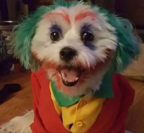 Dog is dressed like the joker Teddy Bear Dog, Joker Cosplay, Cute Halloween, Dog Days, Dog Adoption, Animals Beautiful, Pet Adoption, Animals And Pets, Animal Rescue