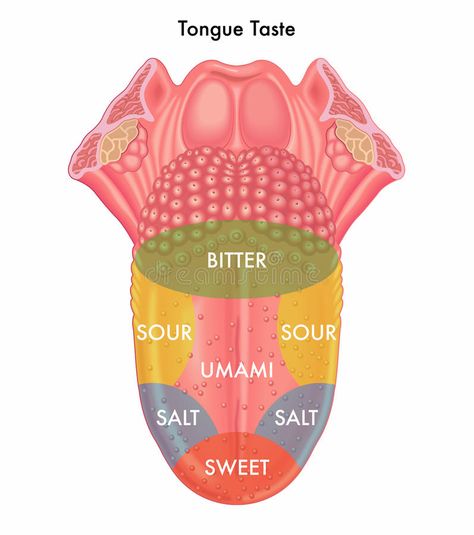 Tongue Taste Buds, Human Tongue, Basic Anatomy And Physiology, Medical Student Study, Tongue Health, Medical School Inspiration, Nursing School Notes, Science Notes, Medical Anatomy