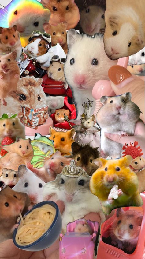 Hamster Wallpaper Aesthetic, Hamster Aesthetic Wallpaper, Hamster Lockscreen, Hamsters Wallpaper, Hamster Wallpaper Iphone, Hamster Background, Hamster Bear, Teddy Bear Hamster, Hamster Wallpaper