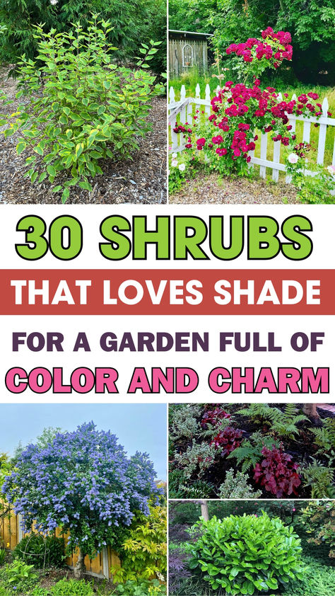 Brighten Up Shady Areas with These Shrubs Bushes That Grow In The Shade, What To Plant In Shaded Area, Bushes For Shaded Areas, Shade Loving Flowers Perennials, Shady Landscape Ideas, Best Plants For Shaded Areas, Shaded Garden Ideas, Shrubs For Shaded Areas, Shade Plants Outdoor