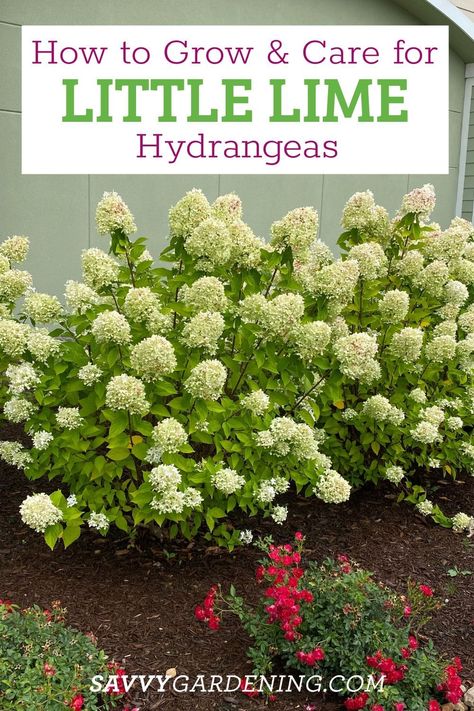 How to Care for Little Lime Hydrangeas. This is a fun flower for indoor out outdoor gardens. The Little Lime hydrangea is perfect for landscaping borders and is beautiful in flower arrangements. Here is how to grow Little Lime hydrangea. Add this small shrub to your garden. #Hydrangeas #Landscaping Hydrangeas On Side Of House, Lime Green Hydrangea, Hydrangeas By Pool, Limelight Hydrangea Care, Limelight Hydrangea Front Of House, Hydrangea Border Landscaping, Lime Hydrangea Landscaping, Limelight Prime Hydrangea, Little Hottie Hydrangea