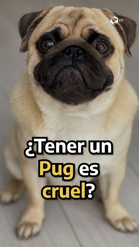 335K views | ¿Tener un Pug es cruel? | No importa que tan buena vida le regales a tu pug, siempre sufrirá más que cualquier otra raza. 😢 | By Cultura Colectiva Lifestyle | do you have a pug? So this info might interest you. It's no secret that dogs of this breed have quite a few health issues, but, where do these go? In recent years pugs have become one of people's favorite breeds for being small, their sturdy body, and their bouncy eyes but these puppies suffer a lot due to their genetics that Difficulty Breathing, Pug Dogs, A Pug, No Me Importa, Health Issues, Physical Activities, Pug, Puppies, Dogs